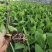 云南香蕉苗粉蕉苗/广东香蕉苗粉蕉苗/广西香蕉苗西贡粉蕉苗