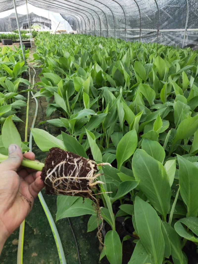 云南香蕉苗粉蕉苗/广东香蕉苗粉蕉苗/广西香蕉苗西贡粉蕉苗
