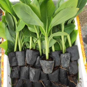 云南香蕉苗粉蕉苗/广东香蕉苗粉蕉苗/广西香蕉苗西贡粉蕉苗