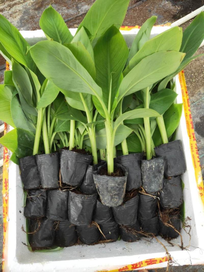 云南香蕉苗粉蕉苗/广东香蕉苗粉蕉苗/广西香蕉苗西贡粉蕉苗