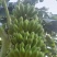 云南香蕉苗粉蕉苗/广东香蕉苗粉蕉苗/广西香蕉苗西贡粉蕉苗