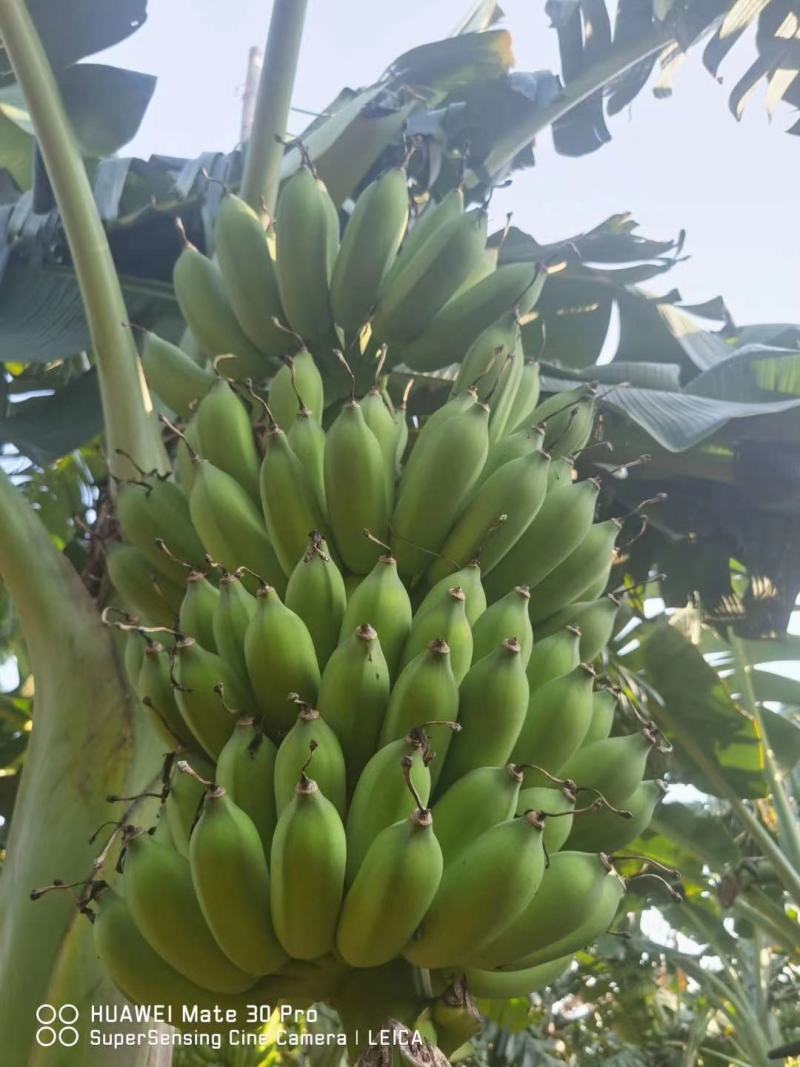 云南香蕉苗粉蕉苗/广东香蕉苗粉蕉苗/广西香蕉苗西贡粉蕉苗