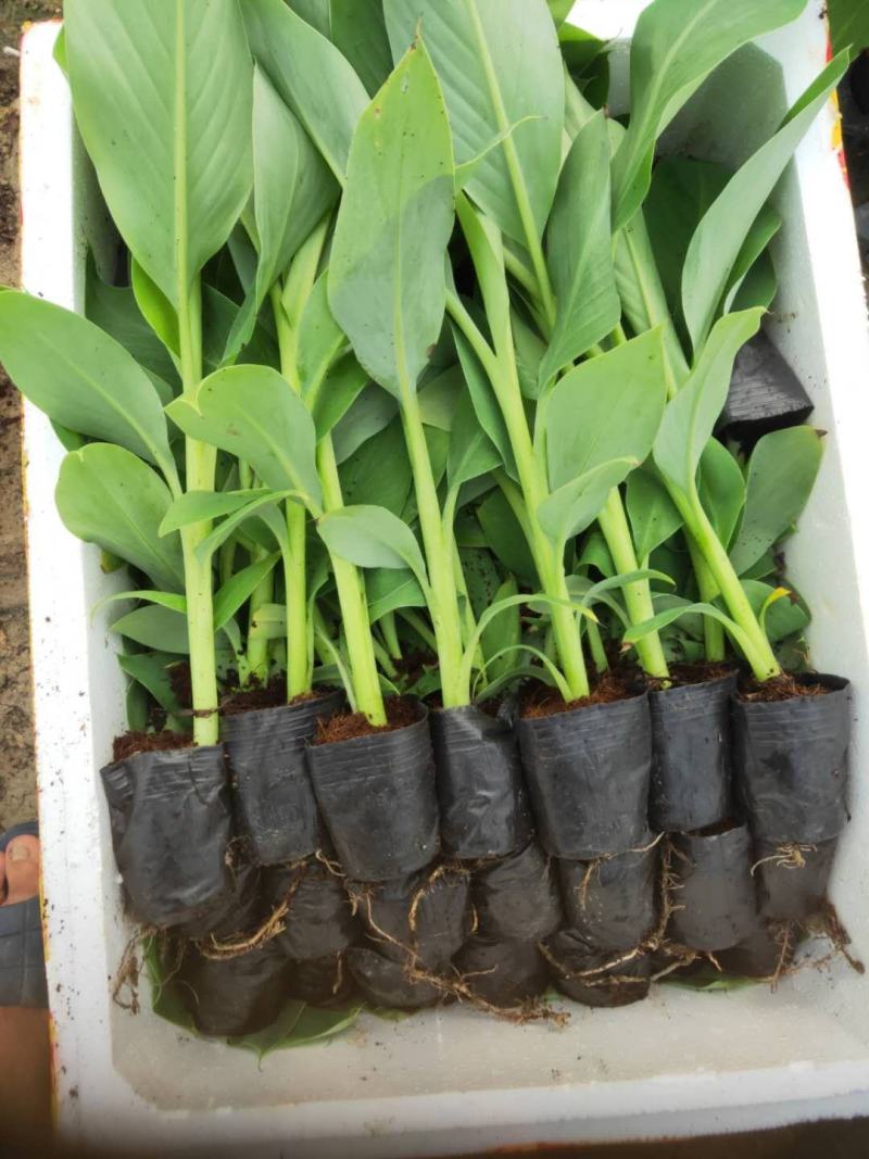 云南香蕉苗粉蕉苗/广东香蕉苗粉蕉苗/广西香蕉苗西贡粉蕉苗