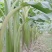 云南香蕉苗粉蕉苗/广东香蕉苗粉蕉苗/广西香蕉苗西贡粉蕉苗