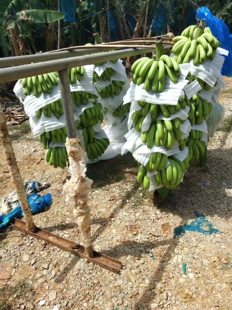 云南香蕉苗粉蕉苗/广东香蕉苗粉蕉苗/广西香蕉苗西贡粉蕉苗