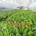 香蕉苗、西贡粉蕉苗、广粉蕉苗、金粉蕉苗、广西香蕉组培苗