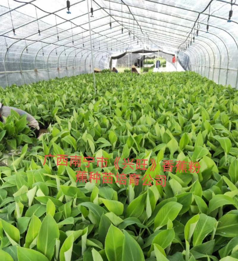 香蕉苗、西贡粉蕉苗、广粉蕉苗、金粉蕉苗、广西香蕉组培苗
