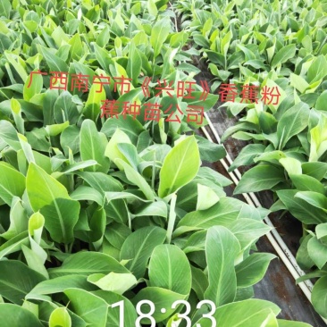 香蕉苗、西贡粉蕉苗、广粉蕉苗、金粉蕉苗、广西香蕉组培苗