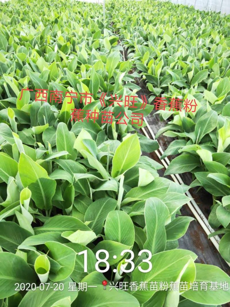香蕉苗、西贡粉蕉苗、广粉蕉苗、金粉蕉苗、广西香蕉组培苗
