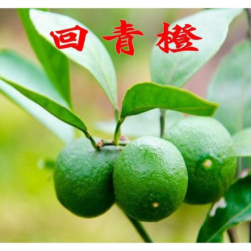 桔子种子小金橘种子橘子种子红桔金桔贡桔柚子砂糖橘