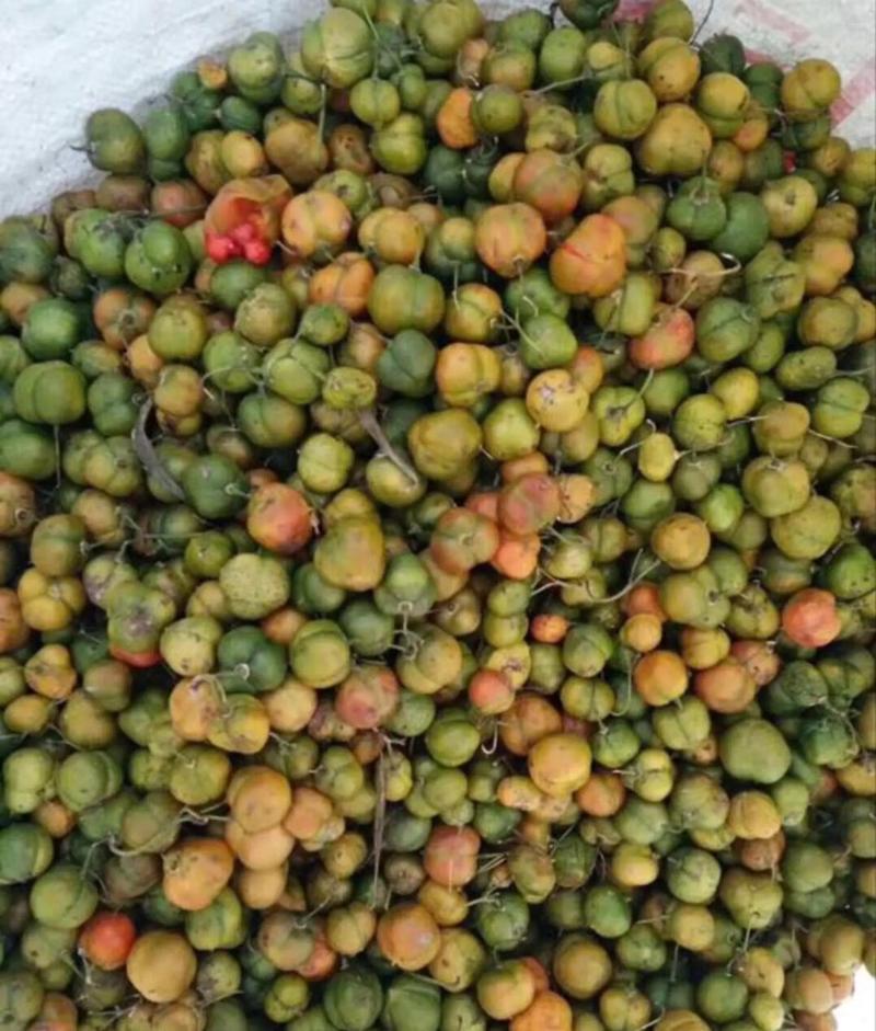 黄精种子红花滇黄精姜形多花黄精种子出芽率90%以上