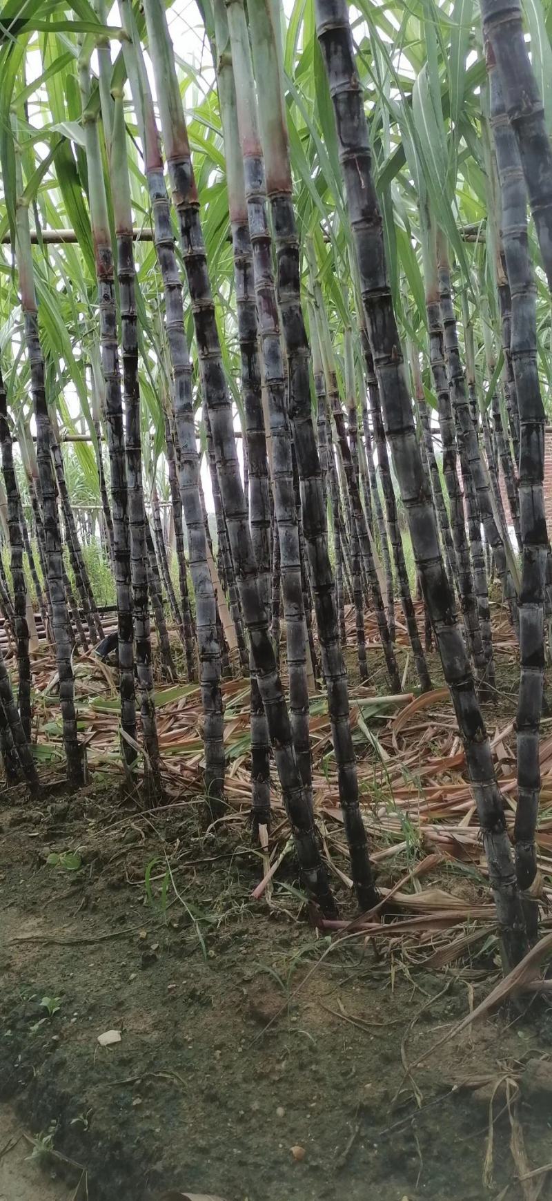 广东省/韶关/黑皮甘蔗