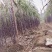 广东省/韶关/黑皮甘蔗