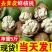 云南昭通野生核桃去青皮鲜核桃。现摘现发。一件包邮。