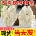 云南昭通野生核桃去青皮鲜核桃。现摘现发。一件包邮。