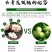 云南昭通野生核桃去青皮鲜核桃。现摘现发。一件包邮。