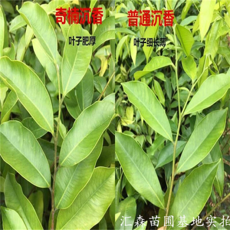 奇楠沉香树苗正宗越南沉香小苗珍贵沉香苗绿化树苗盆栽