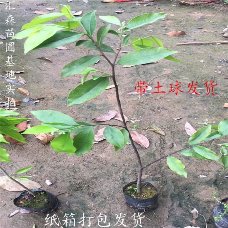 奇楠沉香树苗正宗越南沉香小苗珍贵沉香苗绿化树苗盆栽