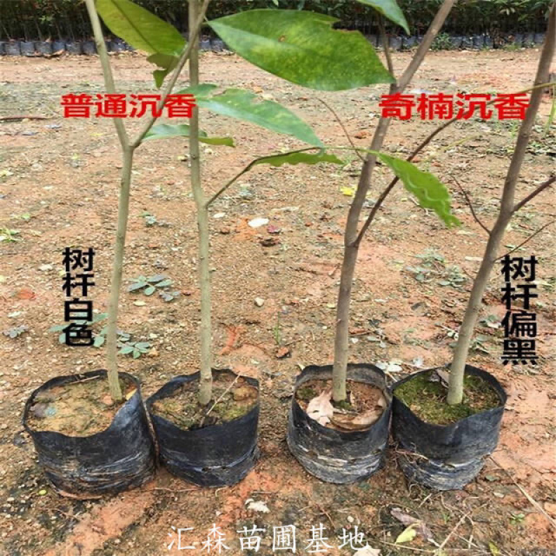 奇楠沉香树苗正宗越南沉香小苗珍贵沉香苗绿化树苗盆栽