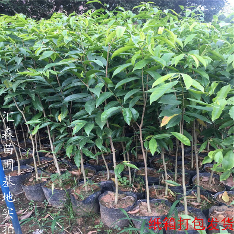 奇楠沉香树苗正宗越南沉香小苗珍贵沉香苗绿化树苗盆栽