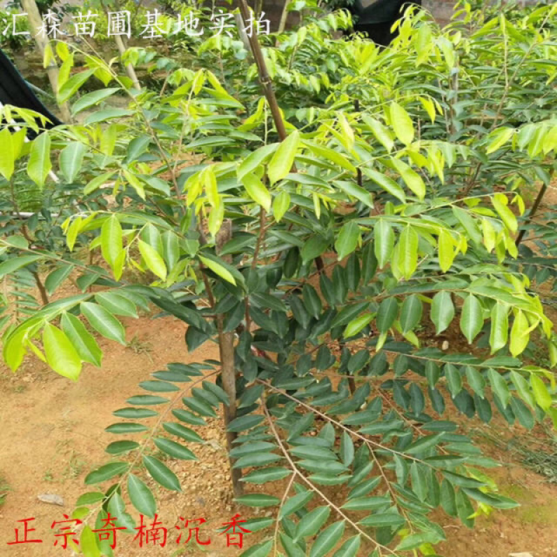 奇楠沉香树苗正宗越南沉香小苗珍贵沉香苗绿化树苗盆栽