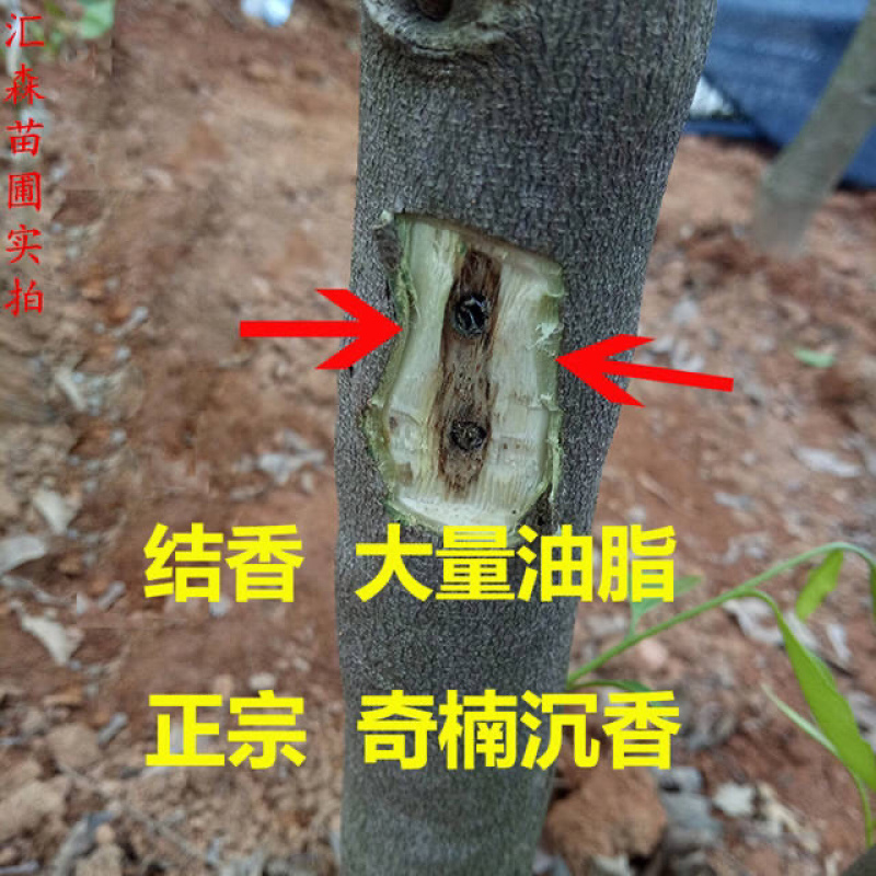 奇楠沉香树苗正宗越南沉香小苗珍贵沉香苗绿化树苗盆栽