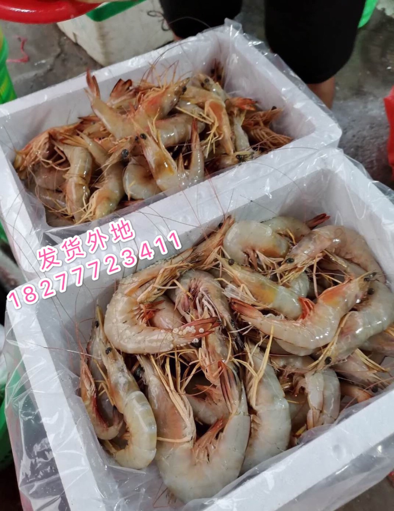 明虾长期供应斑节虾麻虾皮皮虾草虾批发零售招团长