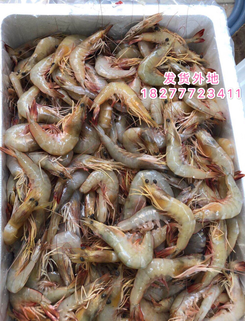 明虾长期供应斑节虾麻虾皮皮虾草虾批发零售招团长