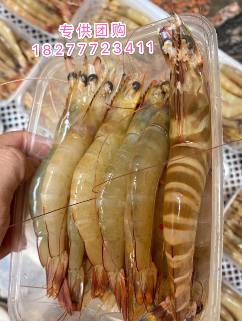 明虾长期供应斑节虾麻虾皮皮虾草虾批发零售招团长