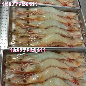 明虾长期供应斑节虾麻虾皮皮虾草虾批发零售招团长
