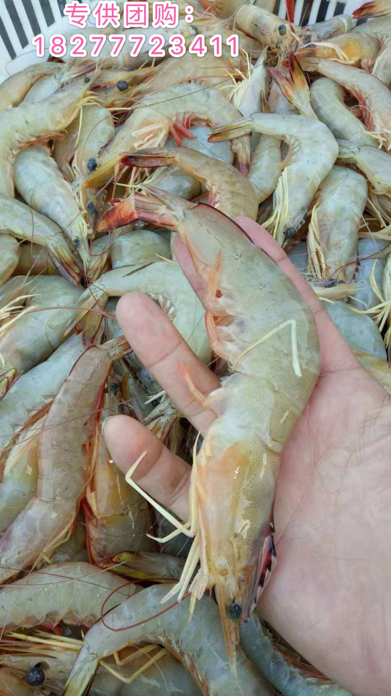 明虾长期供应斑节虾麻虾皮皮虾草虾批发零售招团长