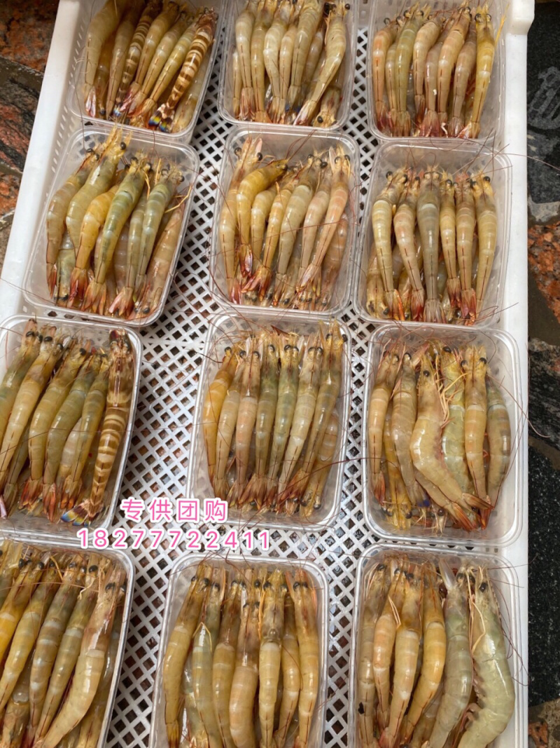 明虾长期供应斑节虾麻虾皮皮虾草虾批发零售招团长
