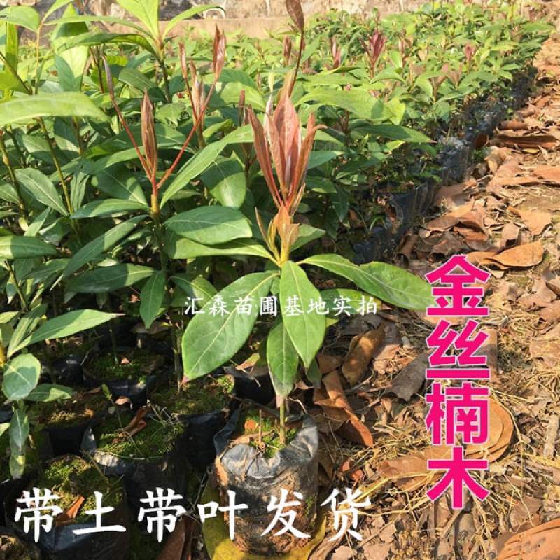 四川金丝楠木苗正宗金丝楠小叶桢楠珍贵苗木树苗