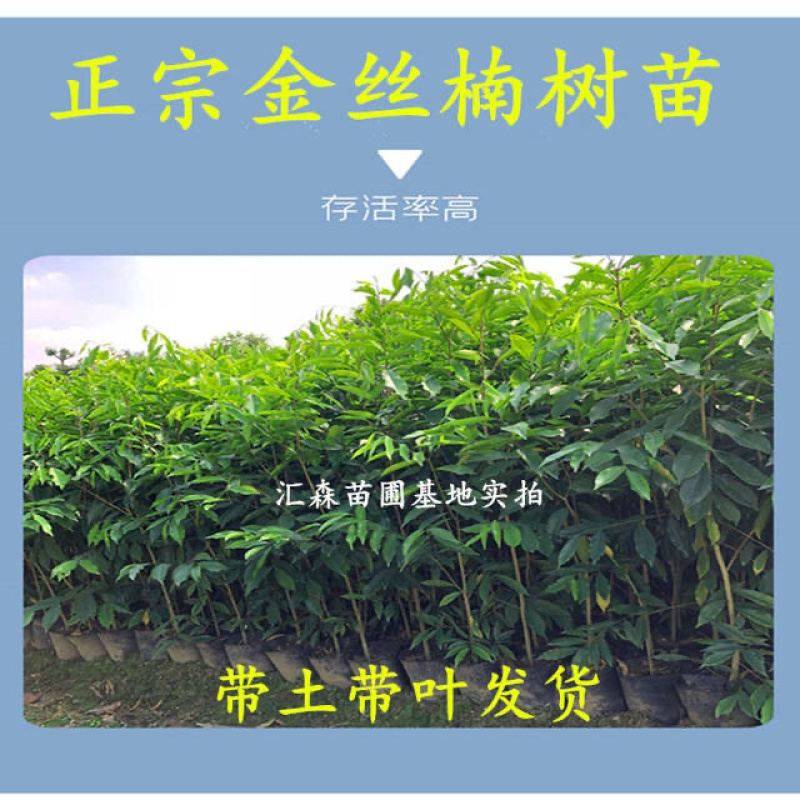 四川金丝楠木苗正宗金丝楠小叶桢楠珍贵苗木树苗