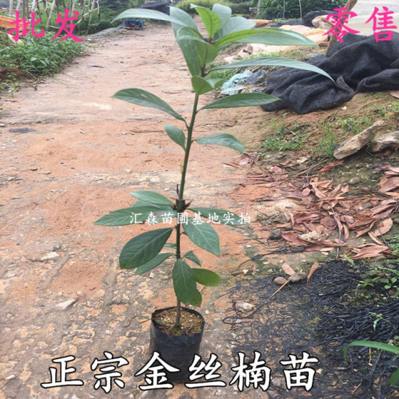 四川金丝楠木苗正宗金丝楠小叶桢楠珍贵苗木树苗