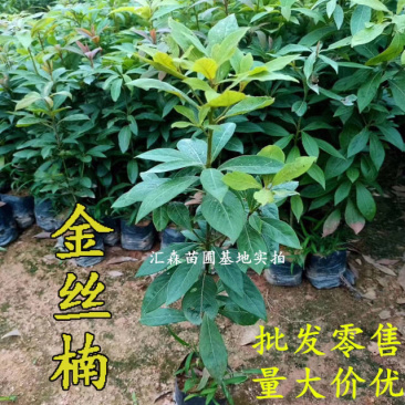 四川金丝楠木苗正宗金丝楠小叶桢楠珍贵苗木树苗