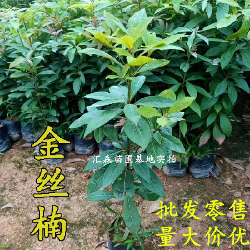 四川金丝楠木苗正宗金丝楠小叶桢楠珍贵苗木树苗