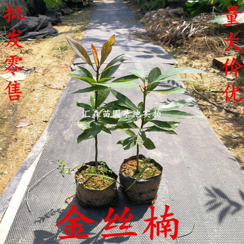 四川金丝楠木苗正宗金丝楠小叶桢楠珍贵苗木树苗