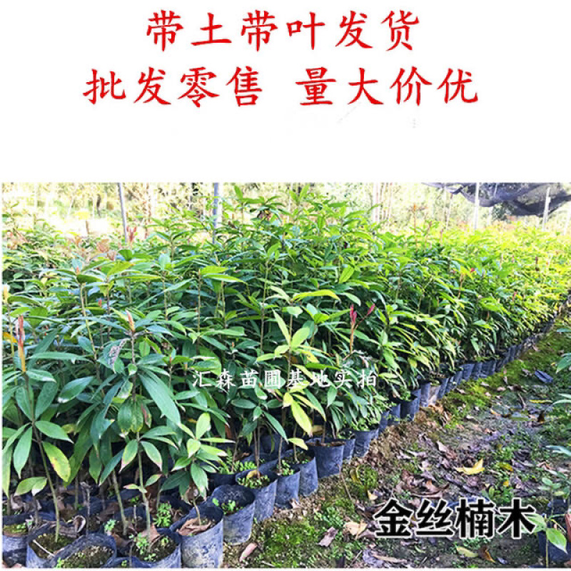 四川金丝楠木苗正宗金丝楠小叶桢楠珍贵苗木树苗
