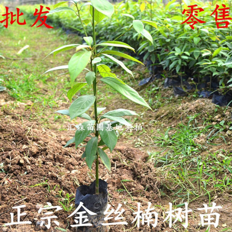 四川金丝楠木苗正宗金丝楠小叶桢楠珍贵苗木树苗