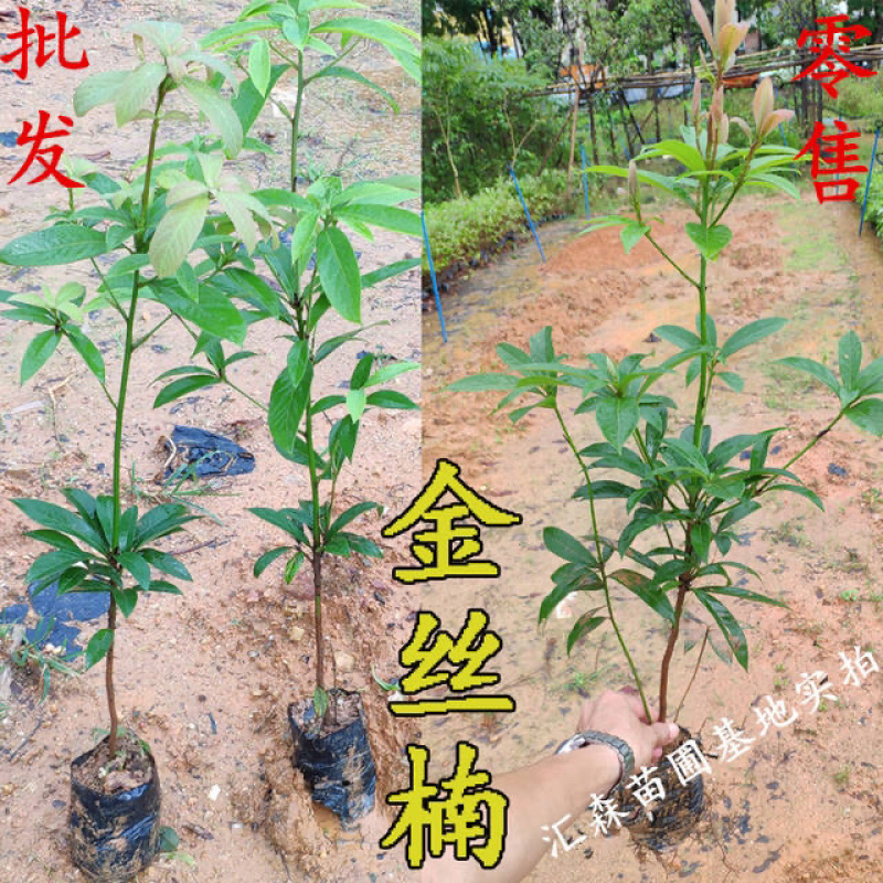 四川金丝楠木苗正宗金丝楠小叶桢楠珍贵苗木树苗