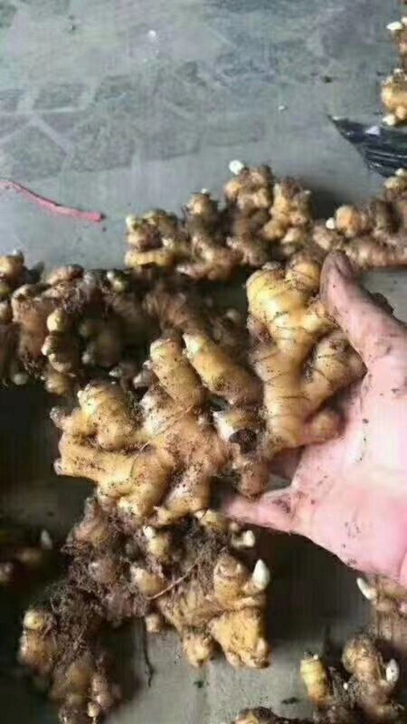 川368高产王，二黄姜种小黄姜种代催芽高产脱毒，亩产过万