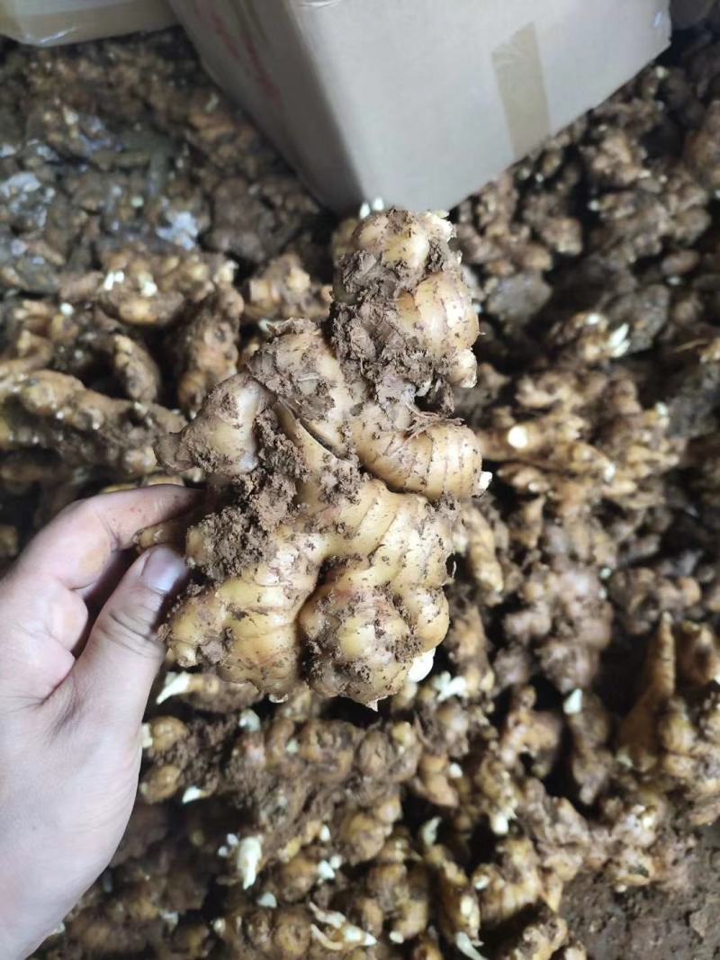 川368高产王，二黄姜种小黄姜种代催芽高产脱毒，亩产过万