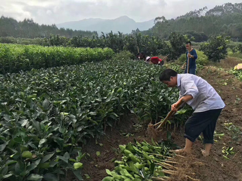 柚子苗基地水果苗批发价格水果苗基地零售价格