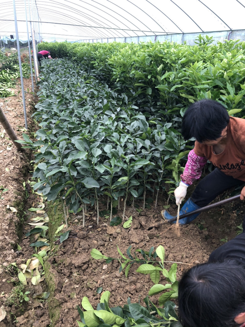 柚子苗基地水果苗批发价格水果苗基地零售价格