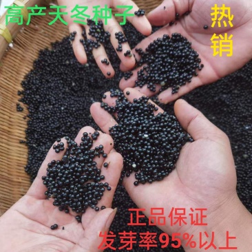 天冬种子大天门冬种子发芽率95%基地直销全国包邮