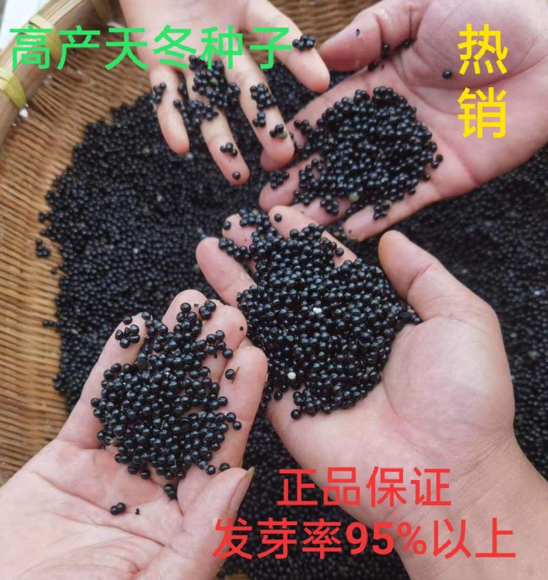 天冬种子大天门冬种子发芽率95%基地直销全国包邮