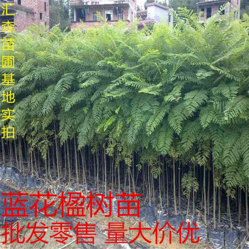 蓝花楹苗蓝花楹树苗蓝花楹盆栽美洲蓝花楹苗紫云木树苗