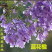 蓝花楹苗蓝花楹树苗蓝花楹盆栽美洲蓝花楹苗紫云木树苗