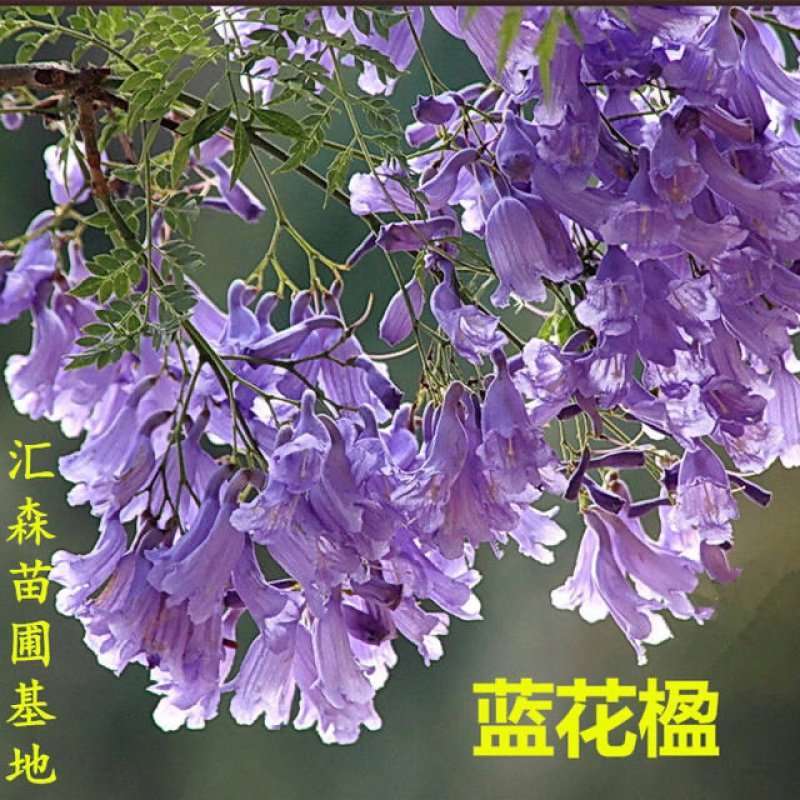 蓝花楹苗蓝花楹树苗蓝花楹盆栽美洲蓝花楹苗紫云木树苗